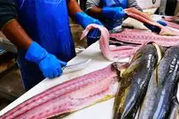 ببینید| غذای خیابانی در آمریکا؛ برش ماهرانه دلفین ماهی و هامور و کباب کردن آنها در میامی