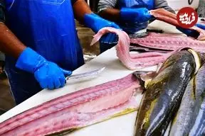 ببینید| غذای خیابانی در آمریکا؛ برش ماهرانه دلفین ماهی و هامور و کباب کردن آنها در میامی