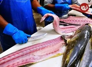 ببینید| غذای خیابانی در آمریکا؛ برش ماهرانه دلفین ماهی و هامور و کباب کردن آنها در میامی