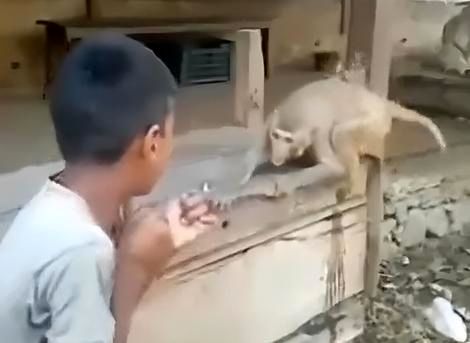 ( ویدیو) فن کاراته میمون به پسر بچه مزاحم 