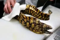 ببینید| غذای خیابانی در ژاپن؛ برش مارماهی مورای و ماهی آمبرجک و تهیه دو نوع غذا با آنها در توکیو