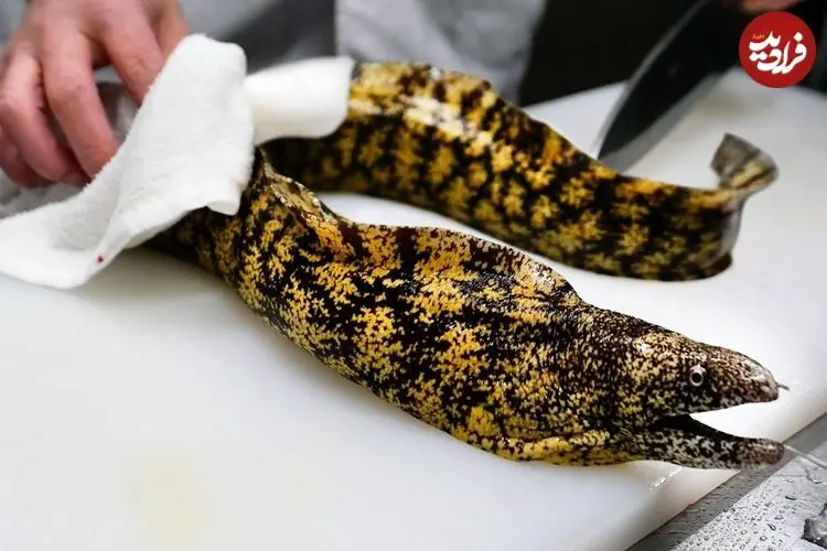 ببینید| غذای خیابانی در ژاپن؛ برش مارماهی مورای و ماهی آمبرجک و تهیه دو نوع غذا با آنها در توکیو