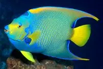 زیباترین ماهی‌های آکواریومی صخره‌ای