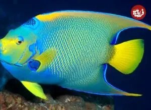زیباترین ماهی‌های آکواریومی صخره‌ای
