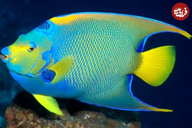 زیباترین ماهی‌های آکواریومی صخره‌ای