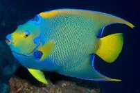 زیباترین ماهی‌های آکواریومی صخره‌ای
