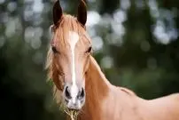 تصاویر| اسب سیستانی؛ سنگین‌ترین اسب ایران با ۵۵۰ کیلو وزن که سر و گردنی نیرومند دارد و ماشین جنگی ایرانیان باستان بود