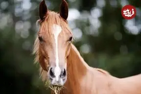 تصاویر| اسب سیستانی؛ سنگین‌ترین اسب ایران با ۵۵۰ کیلو وزن که سر و گردنی نیرومند دارد و ماشین جنگی ایرانیان باستان بود