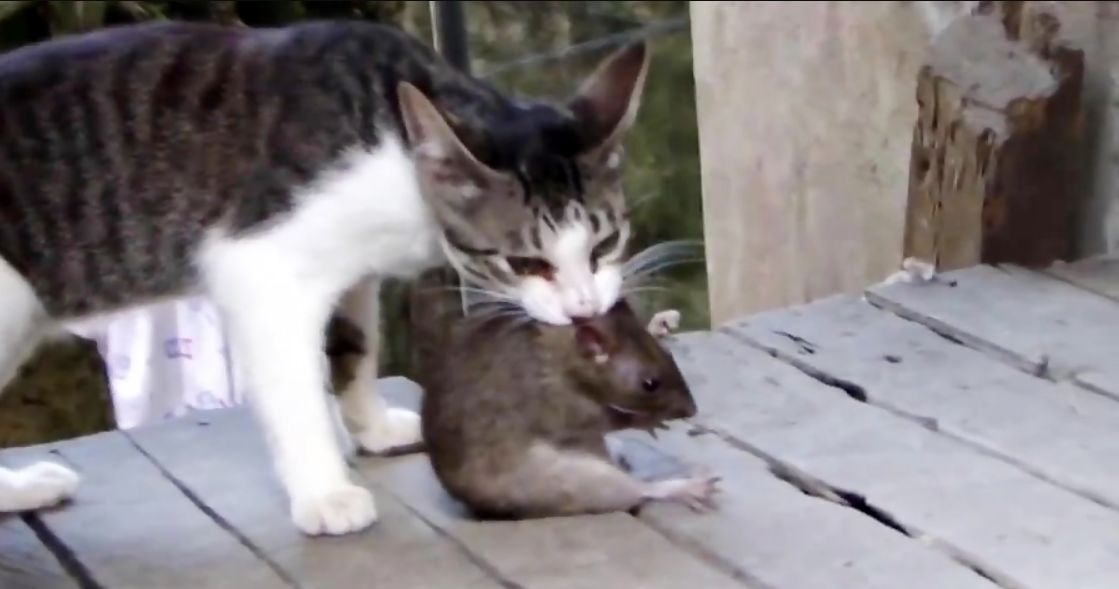 (ویدئو) شکار موش غول پیکر توسط گربه مادر!
