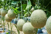 (ویدئو) ببینید چگونه کشاورزان ژاپنی بدون خاک، طالبی کشت و برداشت می کنند