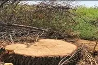 (ویدئو) قطع وسیع و بی‌سر و صدای درختان کهنسال ناژوان در شهر اصفهان