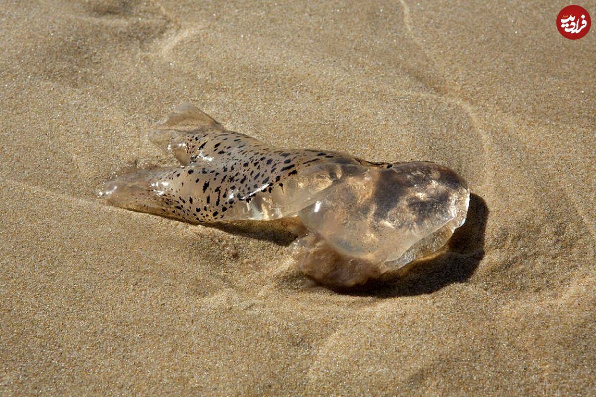 حضور «خطرناک» یک جانور شفاف و چسبناک در سواحل تگزاس