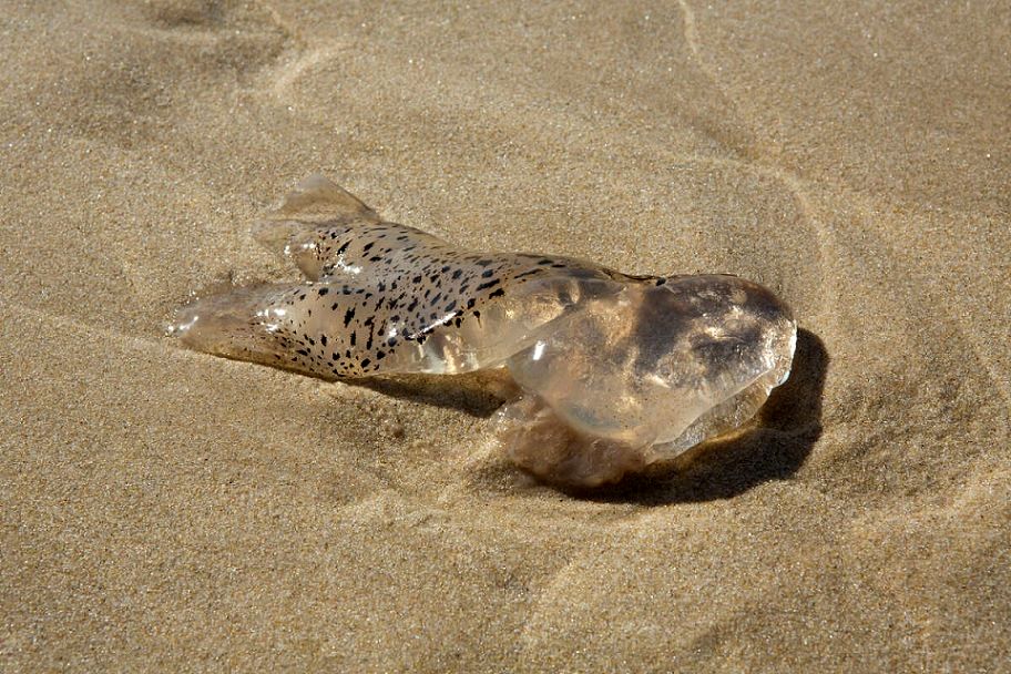 حضور «خطرناک» یک جانور شفاف و چسبناک در سواحل تگزاس