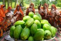 ببینید| غذای روستایی در هند؛ پخت خوراک کاری با مرغ و پاپایای سبز برای 450 نفر 