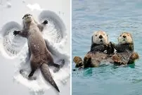 ببینید| سمور آبی؛ حیوان بامزه ای که عاشق شکستن صدف است و روی آب دراز می کشد!