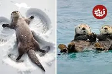 ببینید| سمور آبی؛ حیوان بامزه ای که عاشق شکستن صدف است و روی آب دراز می کشد!