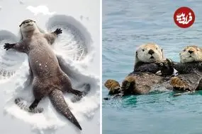 ببینید| سمور آبی؛ حیوان بامزه ای که عاشق شکستن صدف است و روی آب دراز می کشد!