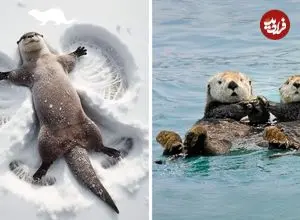 ببینید| سمور آبی؛ حیوان بامزه ای که عاشق شکستن صدف است و روی آب دراز می کشد!