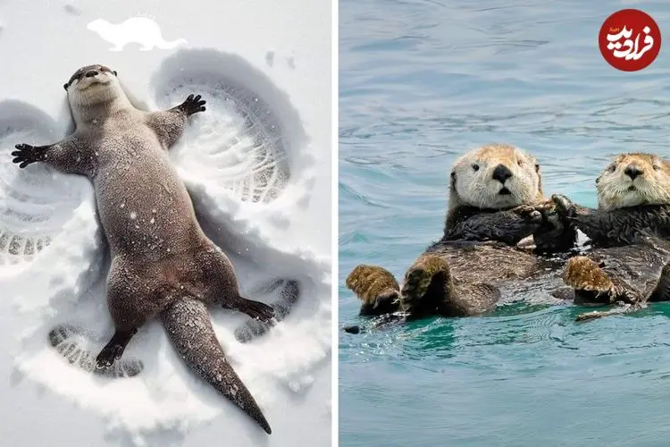 ببینید| سمور آبی؛ حیوان بامزه ای که عاشق شکستن صدف است و روی آب دراز می کشد!