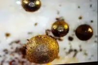 (ویدئو) اقیانوس آرام،‌ میزبان عناصری بیگانه