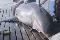 (ویدئو) لحظه دلهره‌آور شیرجه یک کوسه به داخل قایق ماهیگیری