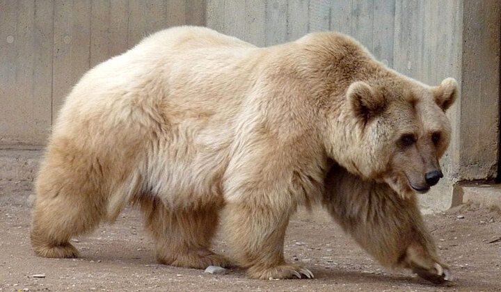 ( عکس) خرس‌های غول‌پیکر عجیب در مناطق شمالی دیده شدند