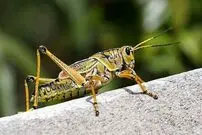 ( عکس) ملخ غول پیکر ۱۰ کیلویی با اسلحه شکار شد 