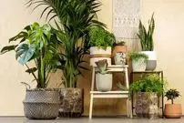 ۷ فایده‌ی شگفت‌انگیز گیاهان آپارتمانی بر اساس یافته‌های علمی