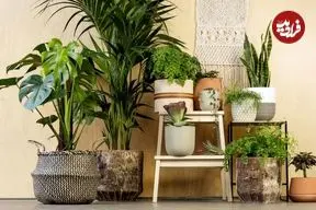 ۷ فایده‌ی شگفت‌انگیز گیاهان آپارتمانی بر اساس یافته‌های علمی