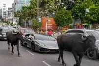ببینید؛ یورش ترسناک گاو به لامبورگینی؛ خودروی لوکس زیر پاهای حیوان له شد!