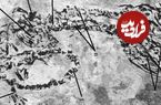 کشف جانور «دو سر» ۱۲۰ میلیون ساله که فقط ۷ سانتیمتر طول داشته است