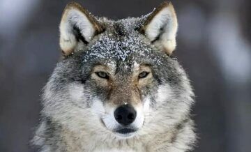 هوش شگفت‌انگیز گرگ‌ها، یک کشف باورنکردنی