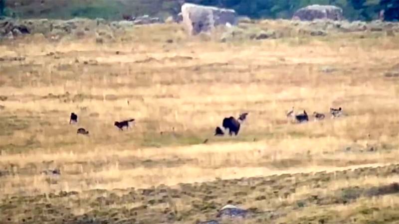 (ویدیو) نبرد تماشایی گله گاومیش با گله گرگ‌ها برای نجات یک گاومیش