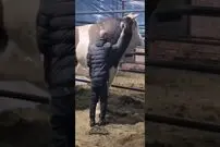 (ویدئو) بزرگترین گاو نر ازبکستان؛ گاوی با قد 182 سانتی متر و 1800 کیلوگرم وزن