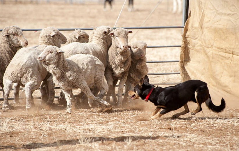 (ویدئو) حمله گوسفندان به سگ گله؛ تکنیک شگفت‌انگیز سگ برای کنترل اوضاع!