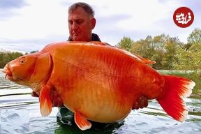 ببینید؛ شکار یک ماهی قرمز ۲۰ ساله با ۳۰ کیلو وزن!