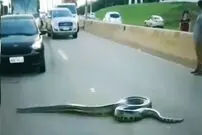 (ویدئو) مار چند متری غول پیکر وسط اتوبان