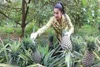 ببینید| غذای روستایی در کامبوج؛ پخت خوراک با خرچنگ و آناناس در روستا