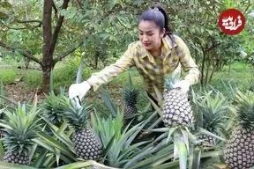 ببینید| غذای روستایی در کامبوج؛ پخت خوراک با خرچنگ و آناناس در روستا