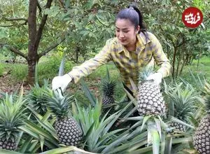 ببینید| غذای روستایی در کامبوج؛ پخت خوراک با خرچنگ و آناناس در روستا