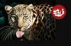ببینید| نجات یک پلنگ گرفتار در استخر آب در هرمزگان