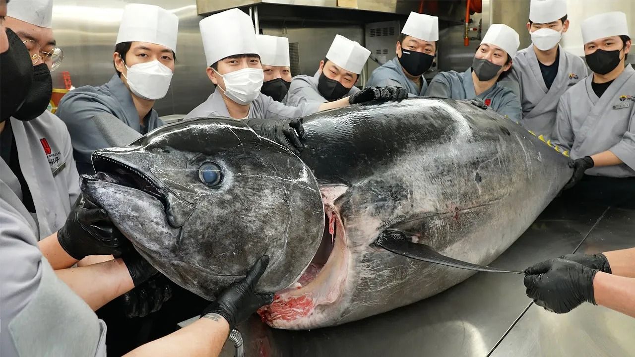 (ویدئو) مهارت درخشان استاد کره ای در برش زدن ماهی تن 300 کیلوگرمی و طبخ غذا با آن