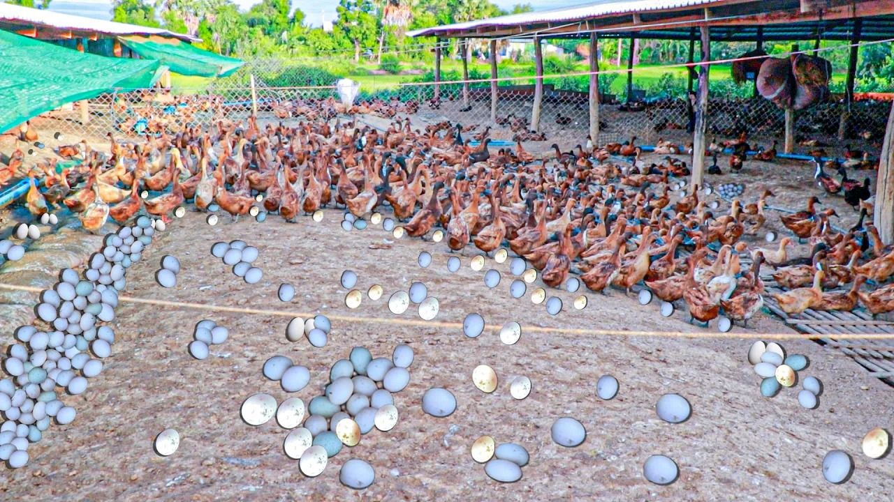 (ویدئو) روش خلاقانه کشاورز ویتنامی برای پروار کردن و جمع آوری تخم 10 هزار اردک