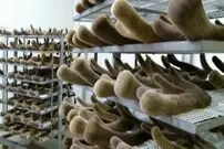 (ویدئو) چگونه میلیون ها شاخ مخملی گوزن برداشت و به دارو تبدیل می شوند؟