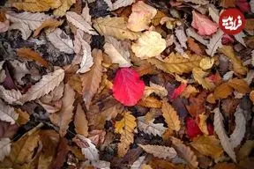 تصاویر؛ طبیعت دیدنی جنگل‌های شمال در پاییز