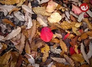 تصاویر؛ طبیعت دیدنی جنگل‌های شمال در پاییز