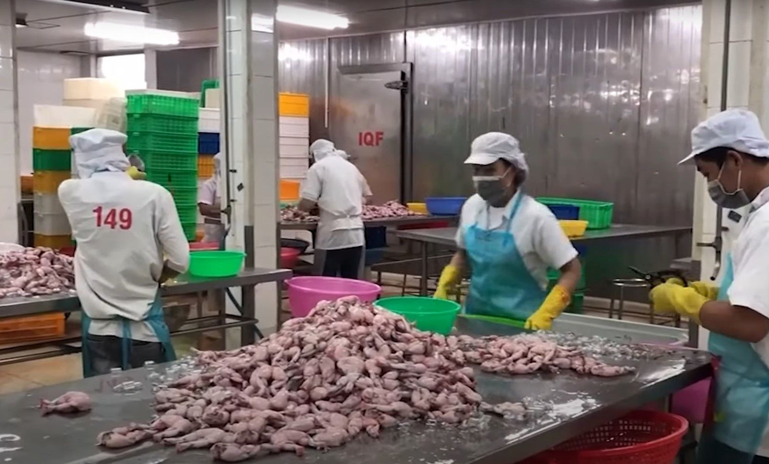 (ویدئو) فرآیند پرورش و بسته بندی گوشت 100 میلیون قورباغه توسط کشاورزان تایلندی
