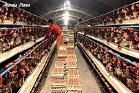 (ویدئو) ویتنامی ها به این شکل مرغ و تخم مرغ محلی شان را تامین می کنند