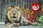عکس| سفر به تاریخ؛ شیر بد اقبال در غل و زنجیر سه جوان در اصفهانِ عصر قاجار