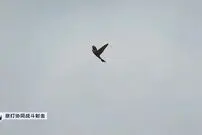 ( عکس) جاسوس غیرقابل شناسایی چین در آسمان 